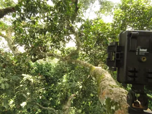 camera-trap-photo
