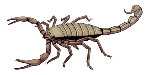 Pulmonoscorpius Junnn11, CC BY-SA 4.0, via Wikimedia Commons