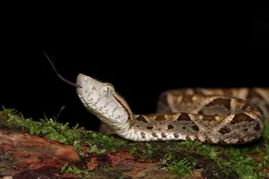 The Most Dangerous Snake In Costa Rica A fer-de-lance (Bothrops asper) in a remote off-grid eco-lodge in Costa Rica.
