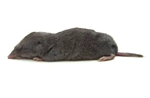 Shrew Northern Short-tailed Shrew or Blarina brevicauda on white background