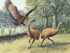 Haasts eagle Haasts eagle