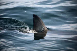A white shark dorsal fin breaks the surface of calm water
