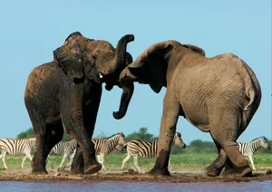 male eephants 2