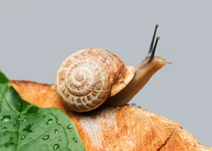 Do snails have teeth Do snails have teeth