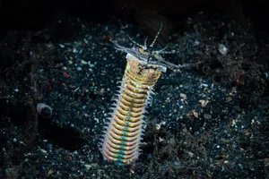 Bobbit Worm Eunice aphroditois Bobbit worm