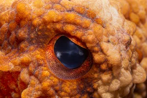 Close-up of animal eye Close-up of animal eye