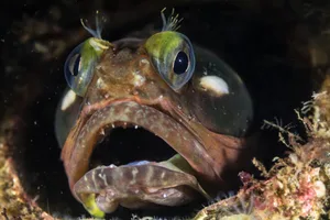 Sarcastic Fringehead Fish Brent Durand/Getty Images