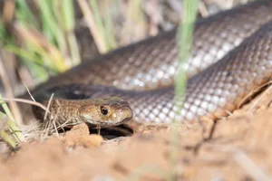 Dugite, or spotted brown snake (Pseudonaja affinis) Dugite, Perth Hills, Western Australia. Highly venomous snake in the brown snake family.
