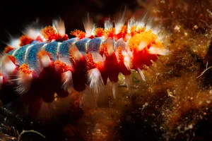 Fire worm underwater Sea life Scuba diver point of view Fire worm underwater Sea life Scuba diver point of view