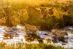 535898,TITLE:Kingdom Nsefu lion (Panthera leo) pride on the move with their cubs during the wet season