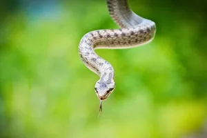 Smooth snake Smooth snake (Coronella austriaca)