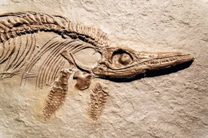 Detail of a fossil Ichthyosaurus. Detail of a fossil Ichthyosaurus.