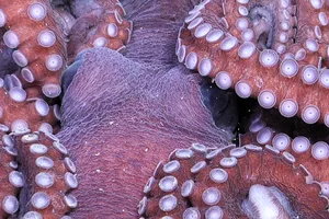 Octopus rests on the seafloor 1150 meters deep, in the Bellingshausen Sea off Antarctica An octopus rests on the seafloor 1150 meters deep, in the Bellingshausen Sea off Antarctica