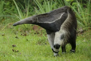 Giant anteater (Myrmecophaga tridactyla) in the grassland of Pantanal