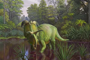 Lokiceratops Reconstruction of Lokiceratops in the 78-million-year-old swamps of northern Montana, USA
