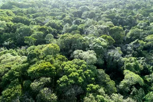 Treetops Of The Amazon Rainforest Seen From Above – Brazil Ricardo Lima/ Getty Images