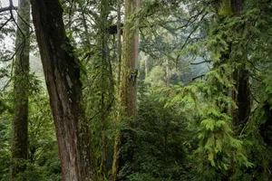 The Tree Projects-Taiwan-2022 The Tree Projects-Taiwan-2022
