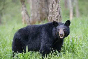 Adult black bear in Cades Cove Valley Great Smokey Mountains National Park in Tennessee An adult black bear in Cades Cove Valley Great Smokey Mountains National Park in Tennessee