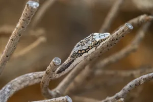 Vine Snake or Twig Snake (Thelotornis capensis oatesi), captive, Namibia