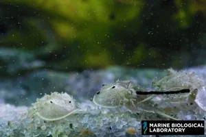 Horseshoe crab embryos and juveniles Horseshoe crab embryos and juveniles