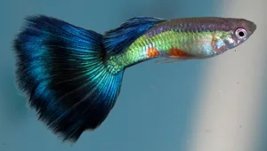 STguppy RUSTBURG, VA - February 5, 2012: A male guppy swims in one of the 50 tanks that Bill Carwile uses to raise show guppies in his Rustburg, Va. home, Sunday Feb. 5, 2012. Carwile has been competiing in guppy shows since 1987. (Photo by Norm Shafer/For the Washington Post)