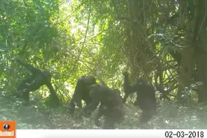 Chimpanzees hunting for ants Chimpanzees hunting for ants