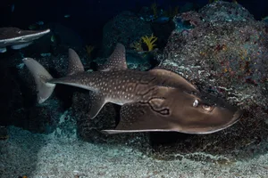Bowmouth guitarfish (Rhina ancylostomus) Bowmouth guitarfish (Rhina ancylostomus)