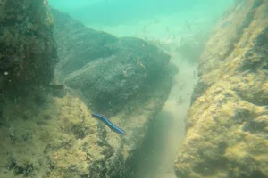 Peat reef Peat reef
