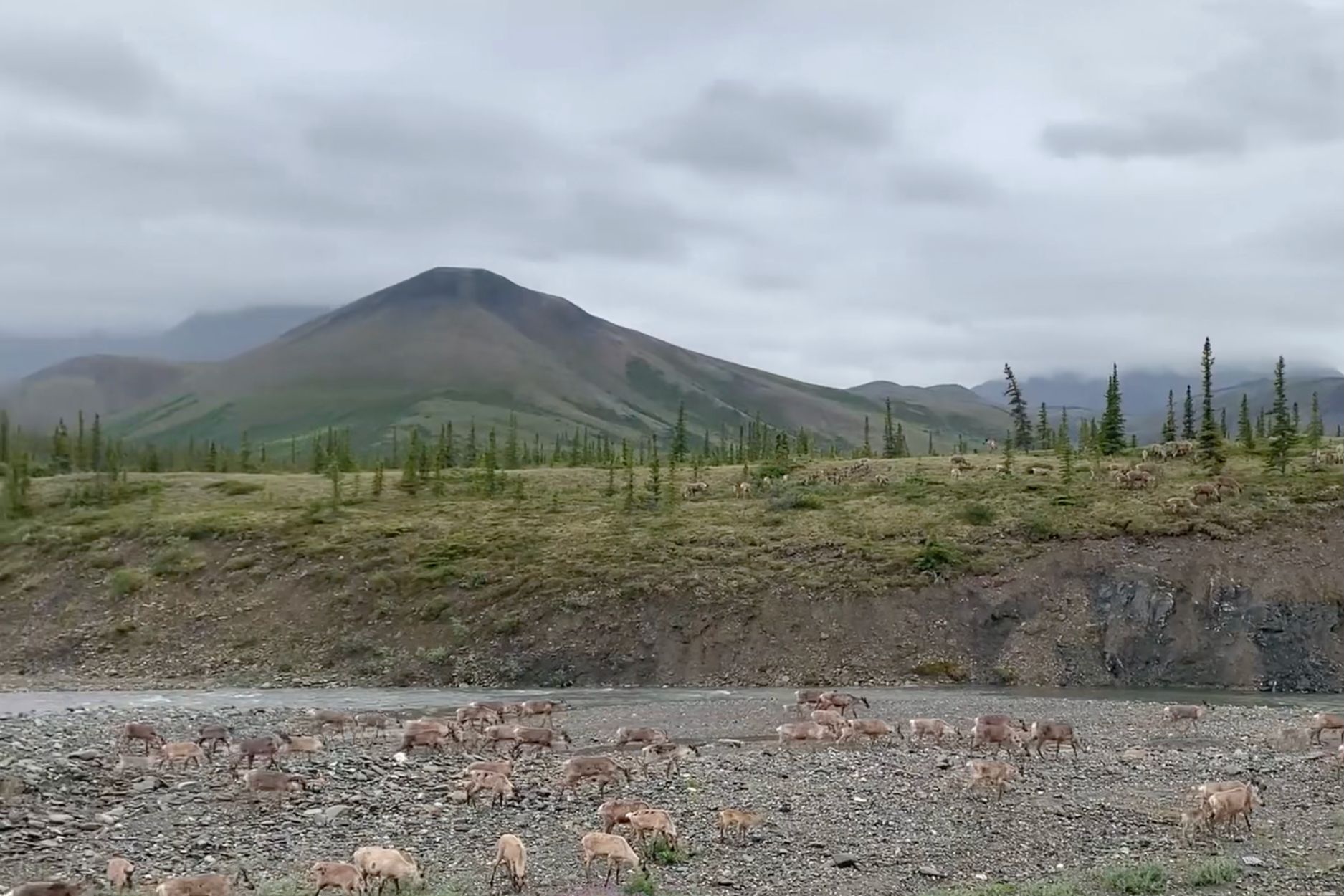 Up to 200,000 porcupine caribou make an arduous migration from the Yukon to Alaska every year. Watch their incredible jo