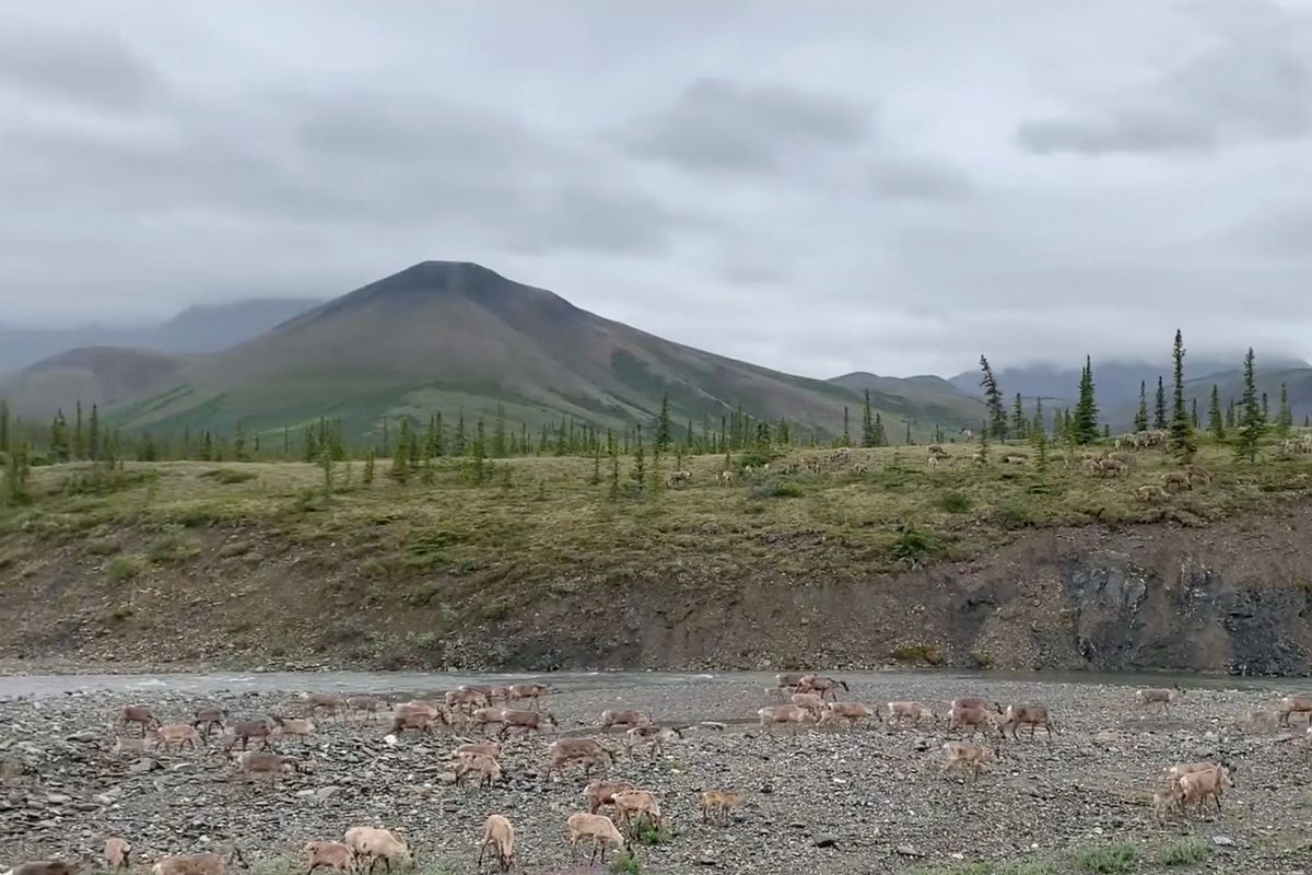 Up to 200,000 porcupine caribou make an arduous migration from the Yukon to Alaska every year. Watch their incredible journey