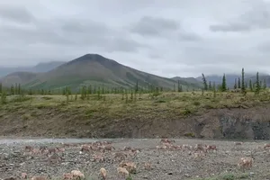 Porcupine caribou migration Porcupine caribou migration