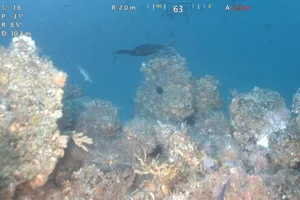 Cormorant swimming underwater Cormorant swimming underwater