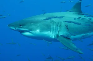 Great White Swims through Bait fish Great White shark swims through a school of Mackerel.