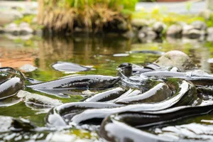 New Zealand longfin eel New Zealand longfin eel in stream