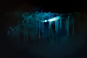 Close up of glow worms and their sticky threads used to catch prey hanging from the roof of a cave. Close up of glow worms and their sticky threads used to catch prey hanging from the roof of a cave.