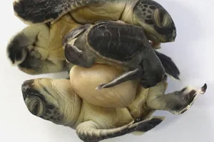 Sea turtle triplet embryos Sea turtle triplet embryos