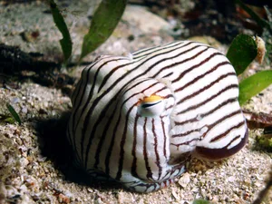 Striped Pyjama Squid Striped Pyjama Squid