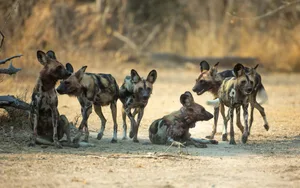 African wild dogs Tracking African wild dogs