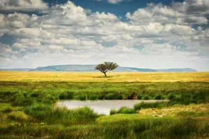 Single tree near to a lake and lot of grass aroud and beautiful clouds in background in National Park of Serengeti Tanzania Single tree near to a lake and lot of grass aroud and beautiful clouds in background in National Park of Serengeti Tanzania