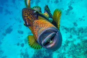 Giant titan triggerfish, biggest coral reef trigger fish, (Balistoides viridescens). Red Sea, Egypt Giant titan triggerfish, biggest coral reef trigger fish, (Balistoides viridescens). Red Sea, Egypt