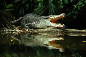 what’s the difference between an alligator and a crocodile what's the difference between an alligator and a crocodile