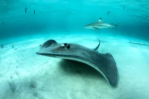 What’s the difference between a shark and a ray What's the difference between a shark and a ray