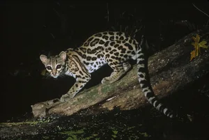 margay felis wiedii belize Margay cat