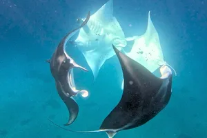 Manta mating chain Manta mating chain