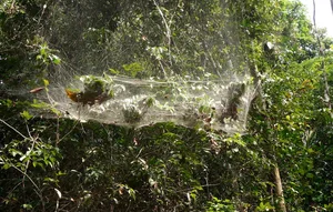 Anelosimus spider web