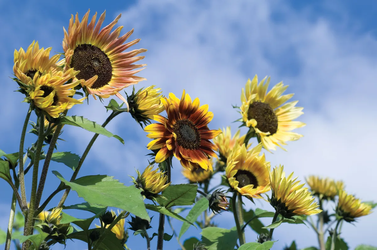 Sunflower Pastiche