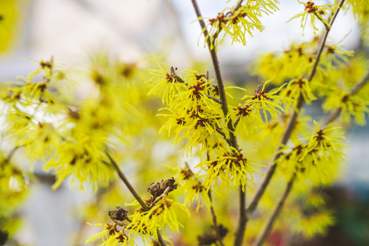 Hamamelis x intermedia 'Arnold Promise'