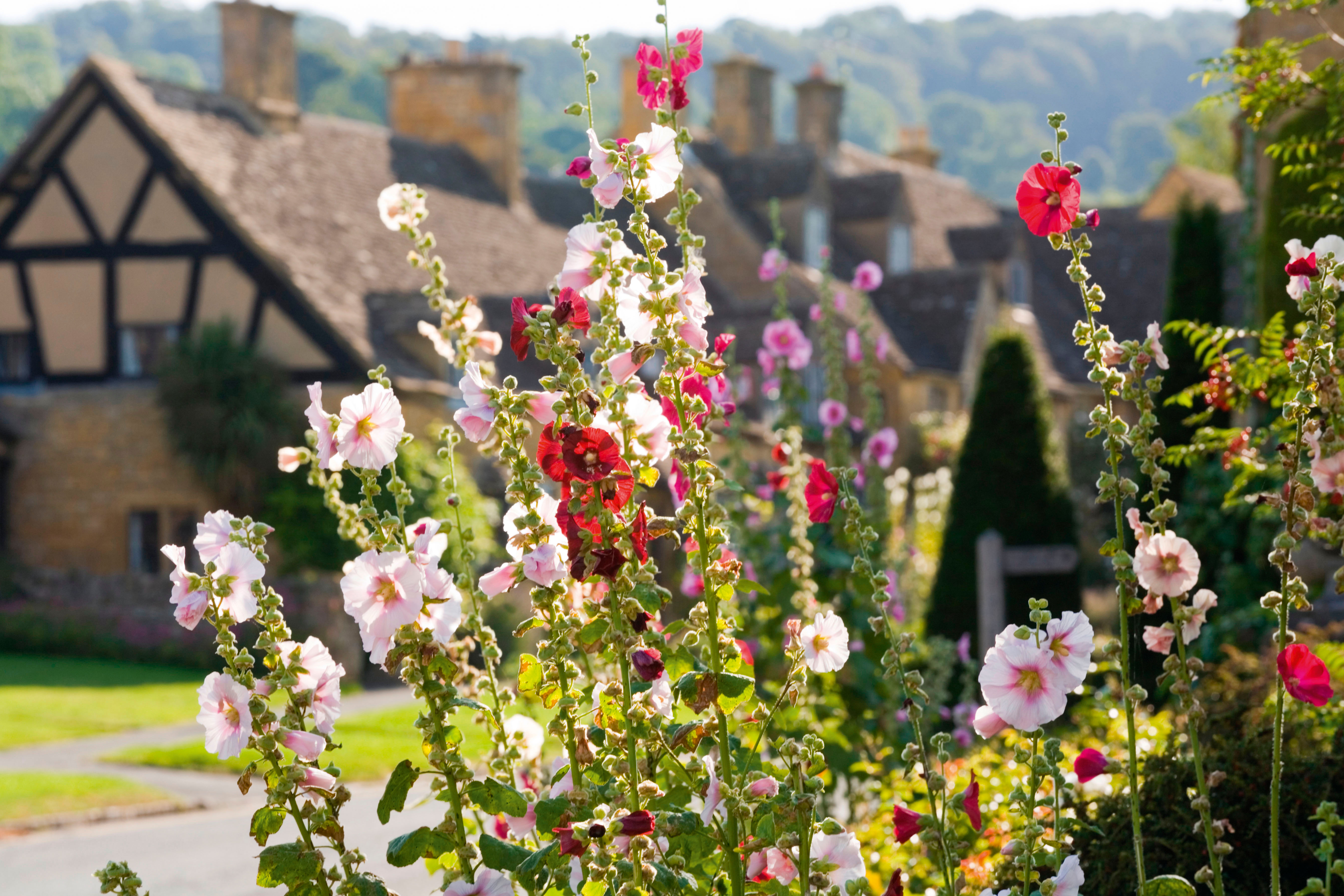 Hollyhocks