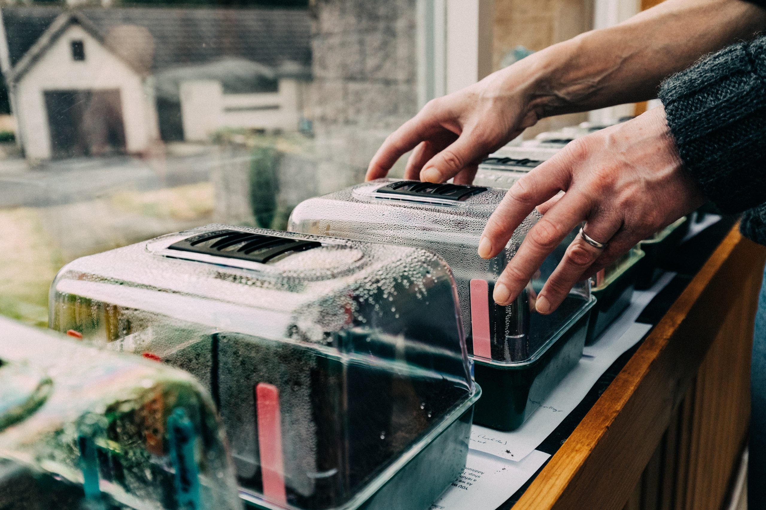 Sowing seeds indoors on a windowsill