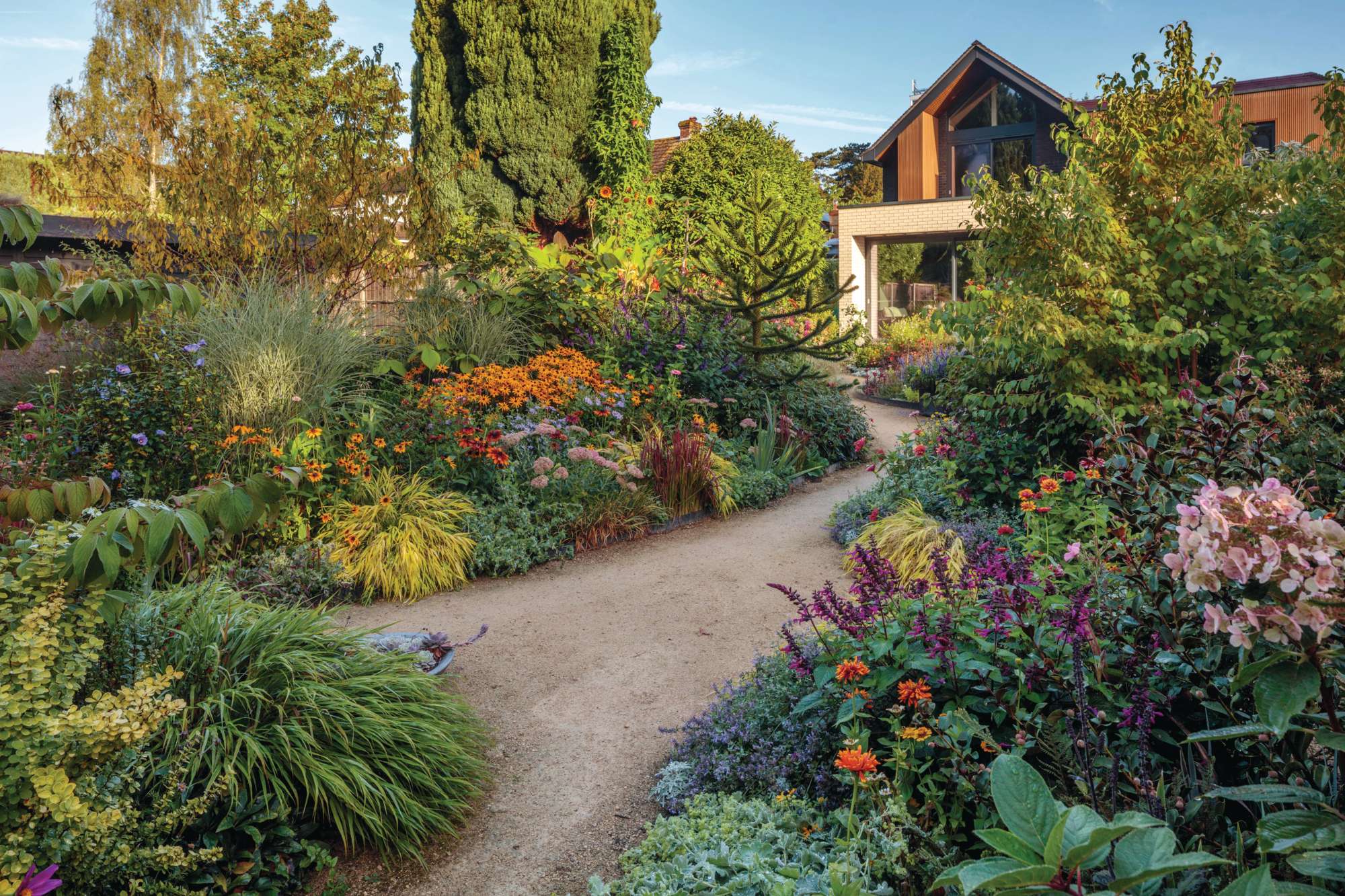 Self-binding gravel paths wind around the plant-packed borders – a riot of colourful plants with strikingly strong contrasts. Choices include vibrant Rudbeckia fulgida var. sullivantii ‘Goldsturm’, rich mahogany Rudbeckia hirta ‘Cappuccino’, chartreuseyellow Hakonechloa macra SunFlare (= ‘Habsfl007’) and ruby-flushed Imperata cylindrica ‘Red Baron’. © Clive Nichols
